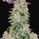 Forbidden Runtz Feminised Cannabis Seeds - Growers Choice.