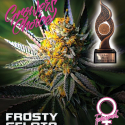 Frosty Gelato Feminised Cannabis Seeds - Growers Choice Frosty Gelato Feminised Cannabis Seeds - Growers Choice