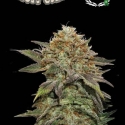 Superior Fruit Cake Feminised Cannabis Seeds | Seed Stockers