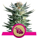 Fruit Spirit Feminised Cannabis Seeds | Royal Queen Seeds