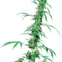 Grapevine Candy Feminised Cannabis Seeds | Sensi Seeds. Grapevine Candy Feminised Cannabis Seeds | Sensi Seeds.
