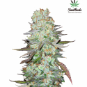 G14 Auto Feminised Cannabis Seeds | Fast Buds G14 Auto Feminised Cannabis Seeds | Fast Buds