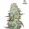G14 Auto Feminised Cannabis Seeds | Fast Buds