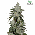 Girl Scout Cookies Auto Feminised Cannabis Seeds | Fast Buds