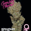 Banana Glue Feminised Cannabis Seeds - Growers ChoiceBanana Glue Feminised Cannabis Seeds - Growers Choice