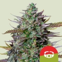 Royal Queen Seeds X TYSON GOATlato Auto Feminised Cannabis Seeds.
