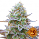 Gorilla Zkittlez Feminised Cannabis Seeds | Barney's Farm Gorilla Zkittlez Feminised Cannabis Seeds | Barney's Farm
