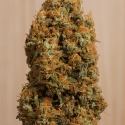 Green Crack CBD Feminised Cannabis Seeds | Humboldt Seeds Organisation