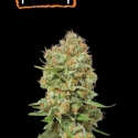 Green Crack Feminised Cannabis Seeds | Seed Stockers Green Crack Feminised Cannabis Seeds | Seed Stockers
