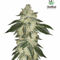 Guava Auto Feminised Cannabis Seeds | Fast Buds. Guava Auto Feminised Cannabis Seeds | Fast Buds.