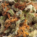 Greengo Bio Haze Auto Feminised Cannabis Seeds | Kera Seeds