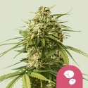 Gushers Feminised Cannabis Seeds | Royal Queen Seeds. Gushers Feminised Cannabis Seeds | Royal Queen Seeds.