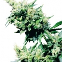Hash Plant Regular Cannabis Seeds | Sensi Seeds Hash Plant Regular Cannabis Seeds | Sensi Seeds