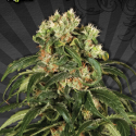 Hijack Auto flowering Feminised Cannabis Seeds | Auto Seeds Hijack Auto flowering Feminised Cannabis Seeds | Auto Seeds