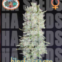 Hindu Cream Feminised Cannabis Seeds | Big Buddha Seeds Hindu Cream Feminised Cannabis Seeds | Big Buddha Seeds