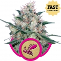 Honey Cream (Formerly Royal Caramel) Fast Flowering Feminised Cannabis Seeds | Royal Queen Seeds Honey Cream (Formerly Royal Caramel) Fast Flowering Feminised Cannabis Seeds | Royal Queen Seeds