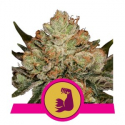 HulkBerry Feminised Cannabis Seeds | Royal Queen Seeds HulkBerry Feminised Cannabis Seeds | Royal Queen Seeds