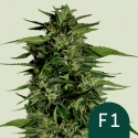 Hyperion F1 Auto Feminised Cannabis Seeds | Royal Queen Seeds. Hyperion F1 Auto Feminised Cannabis Seeds | Royal Queen Seeds.