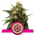 ICE Feminised Cannabis Seeds | Royal Queen Seeds ICE Feminised Cannabis Seeds | Royal Queen Seeds