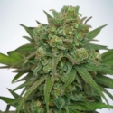 Instakush Feminised Cannabis Seeds | Ministry of Cannabis