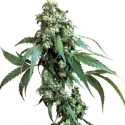 Jack Flash #5 Feminised Cannabis Seeds | Sensi Seeds 