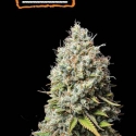 Jack Herer Feminised Cannabis Seeds | Seed Stockers Jack Herer Feminised Cannabis Seeds | Seed Stockers