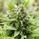 Jack-Matic Auto Feminised Cannabis Seeds | Black Skull Seeds