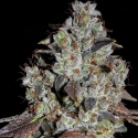 Jealousy Feminised Cannabis Seeds | Cream Of The Crop Jealousy Feminised Cannabis Seeds | Cream Of The Crop