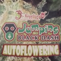 Jumping Black Dash Auto Feminised Cannabis Seeds | Dr Krippling 