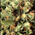 Kalashnikova Feminised Cannabis Seeds | Green House Seeds