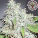 Kali's White Shadow Feminised Cannabis Seeds | Dr Krippling. Kali's White Shadow Feminised Cannabis Seeds | Dr Krippling.