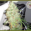 Dr Krippling Kalis Fruitful Range Kalis Lullaby Feminised Cannabis Seeds For Sale Dr Krippling Kalis Fruitful Range Kalis Lullaby Feminised Cannabis Seeds For Sale