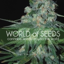Ketama Regular Cannabis Seeds | World of Seeds