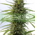 Kilimanjaro Feminised Cannabis Seeds | World of Seeds