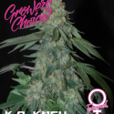 K.O. Kush Feminised Cannabis Seeds - Growers Choice