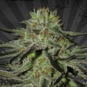 Kush Doctor Auto flowering Feminised Cannabis | Auto Seeds Kush Doctor Auto flowering Feminised Cannabis | Auto Seeds