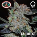 LA Cheese Feminised Cannabis Seeds | Big Buddha Seeds LA Cheese Feminised Cannabis Seeds | Big Buddha Seeds