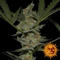 Acapulco Gold Feminised Cannabis Seeds | Barney's Farm Acapulco Gold Feminised Cannabis Seeds | Barney's Farm