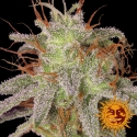 Amnesia Lemon Feminised Cannabis Seeds | Barney's Farm Amnesia Lemon Feminised Cannabis Seeds | Barney's Farm