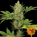 Blue Cheese Auto Feminised Cannabis Seeds | Barney's Farm Blue Cheese Auto Feminised Cannabis Seeds | Barney's Farm