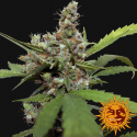 CBD Blue Shark Feminised Cannabis Seeds | Barney's Farm CBD Blue Shark Feminised Cannabis Seeds | Barney's Farm