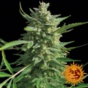 Critical Kush Feminised Cannabis Seeds | Barney's Farm Critical Kush Feminised Cannabis Seeds | Barney's Farm