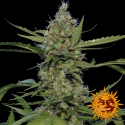 Laughing Buddha Feminised Cannabis Seeds | Barney's Farm Laughing Buddha Feminised Cannabis Seeds | Barney's Farm