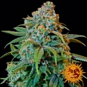 Liberty Haze Feminised Cannabis Seeds | Barney's Farm Liberty Haze Feminised Cannabis Seeds | Barney's Farm