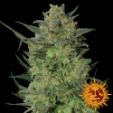 LSD Feminised Cannabis Seeds | Barney's Farm 
