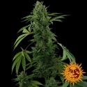 Pineapple Express Auto Feminised Cannabis Seeds | Barney's Farm 