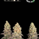 Superior Mack & Crack Auto Feminised Cannabis Seeds | Seed Stockers