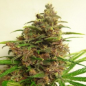   Malawi x PCK Feminised Cannabis Seeds | Ace Seeds 