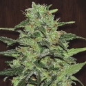 Malawi Feminised Cannabis Seeds | Ace Seeds