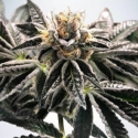 Mandarin Gelato Feminised Cannabis Seeds | Ministry of Cannabis